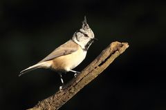 Haubenmeise (Lophophanes cristatus)