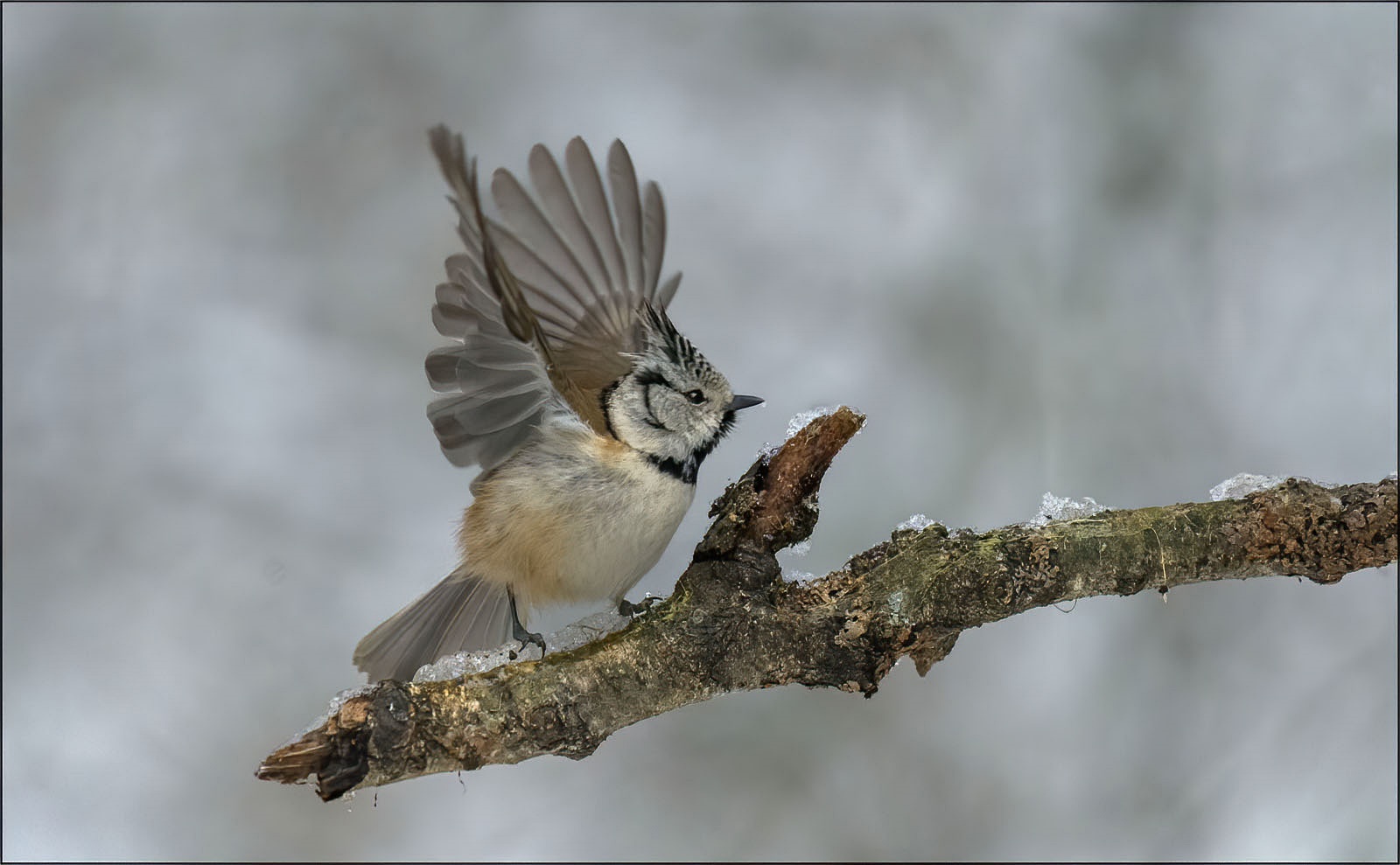 Haubenmeise (Lophophanes cristatus )