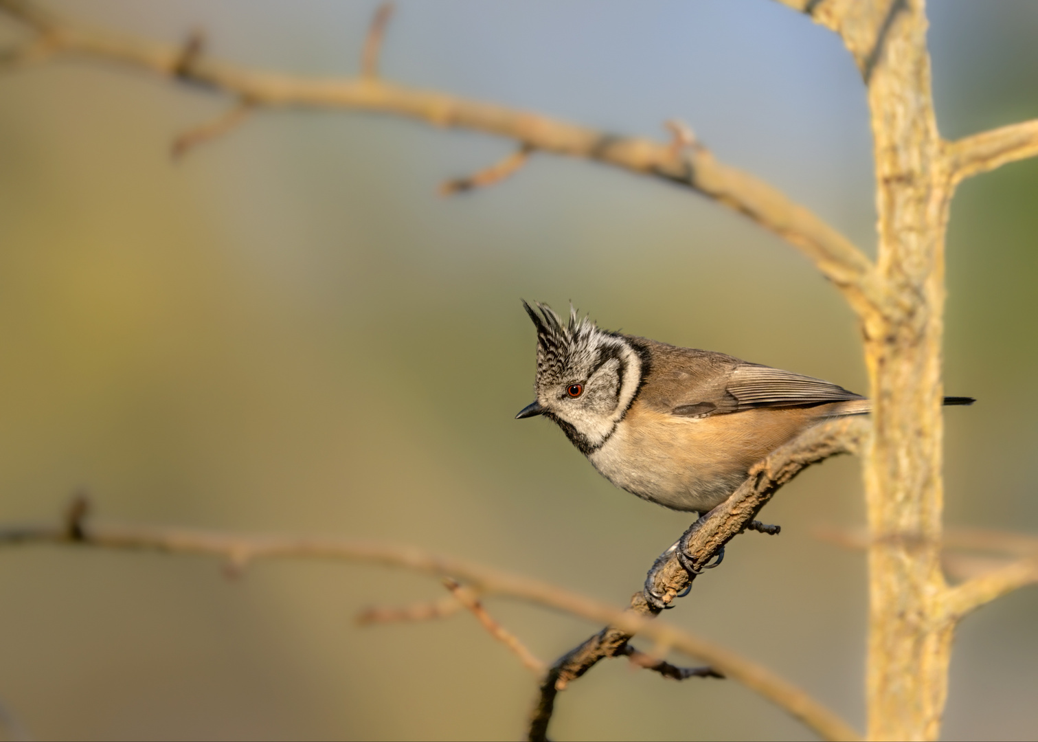 Haubenmeise (Lophophanes cristatus)