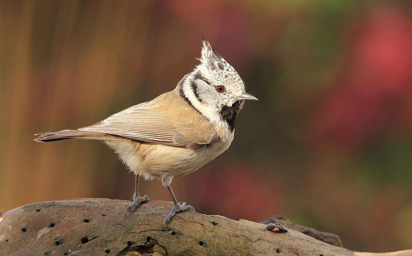 Haubenmeise (Lophophanes cristatus)