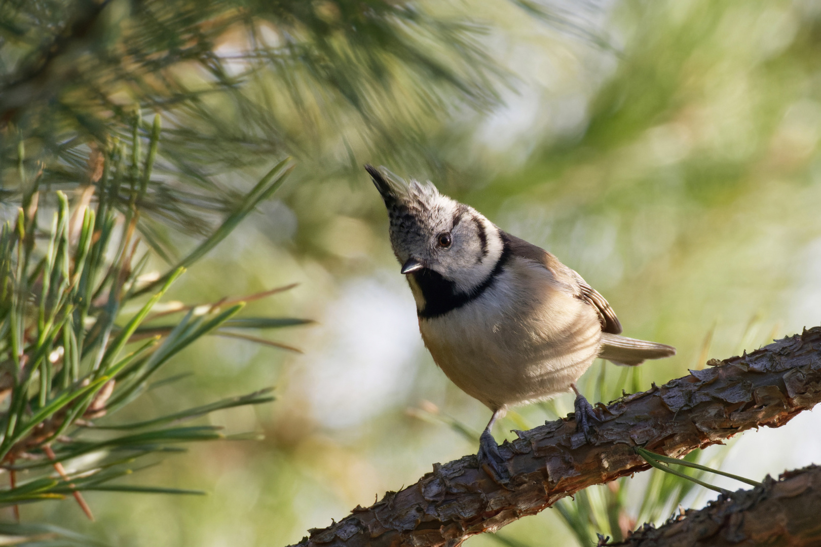  Haubenmeise (Lophophanes cristatus) 