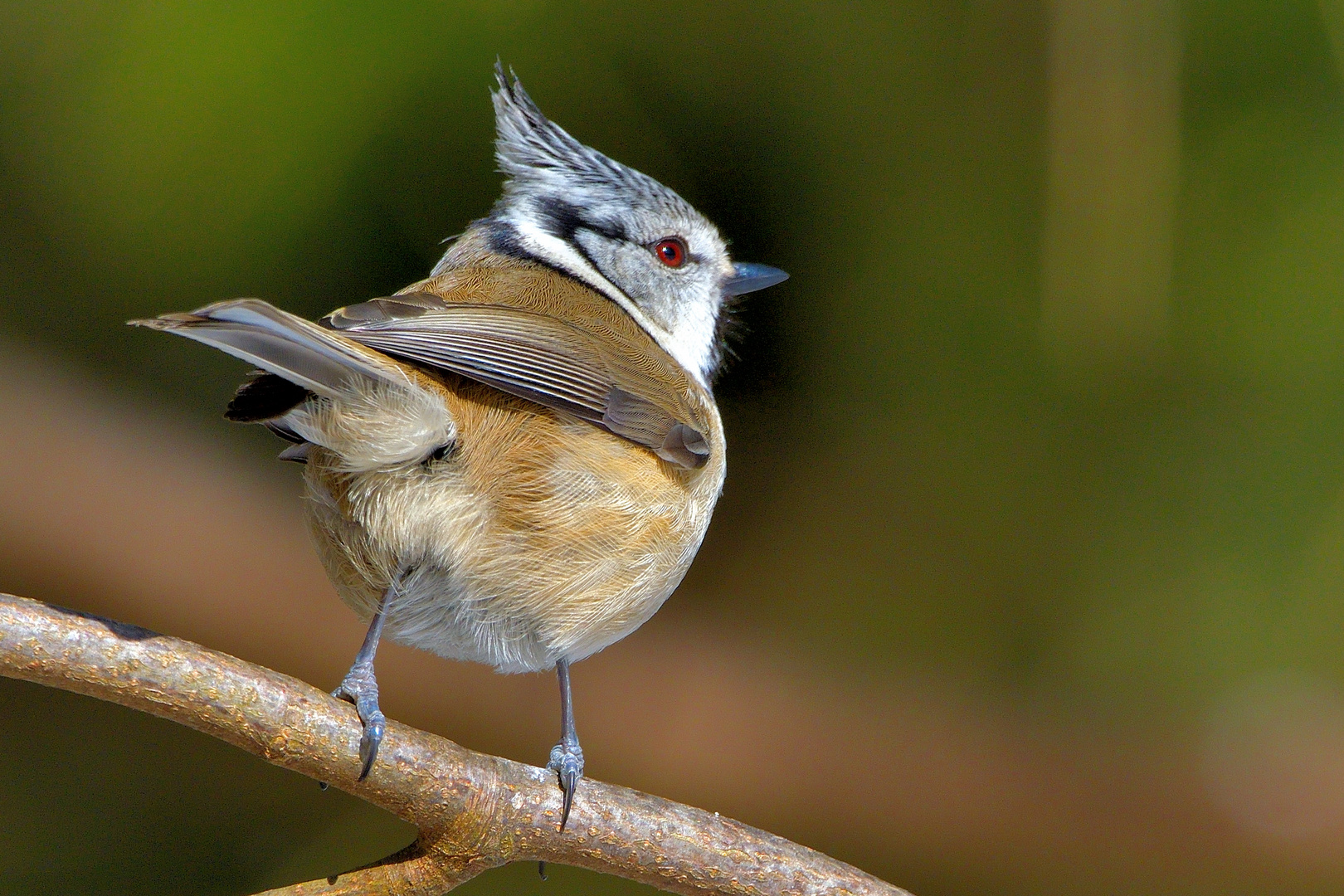 Haubenmeise (Lophophanes cristatus)