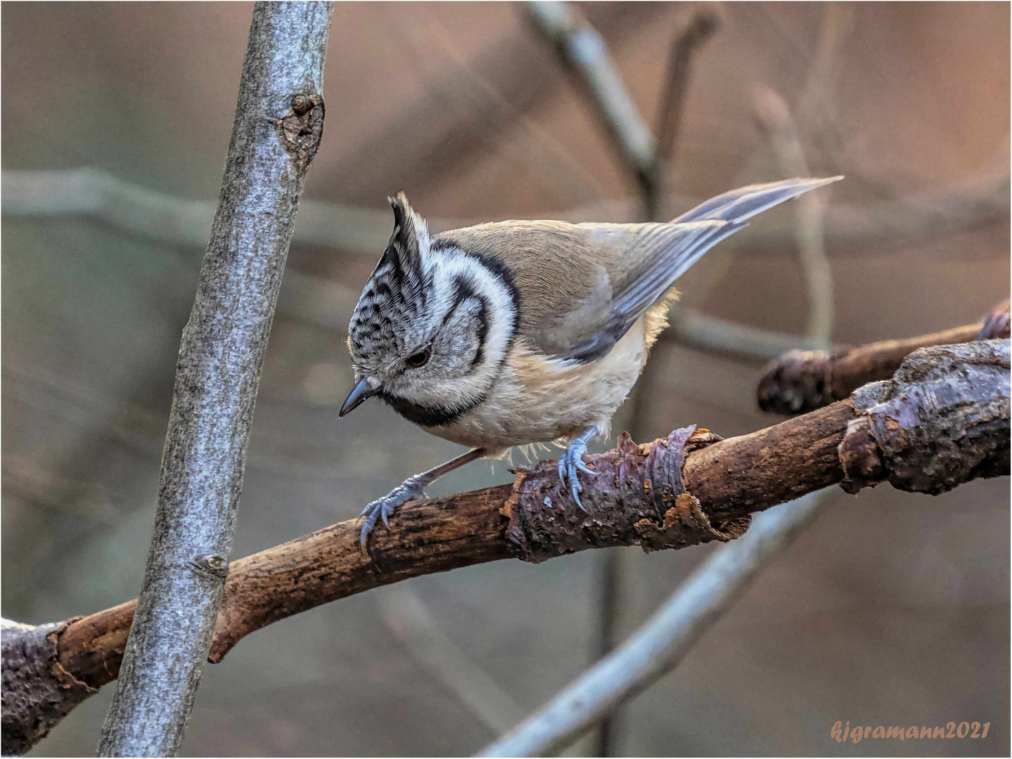 haubenmeise (lophophanes cristatus) ....