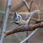 haubenmeise (lophophanes cristatus) ....