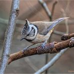 haubenmeise (lophophanes cristatus) ....