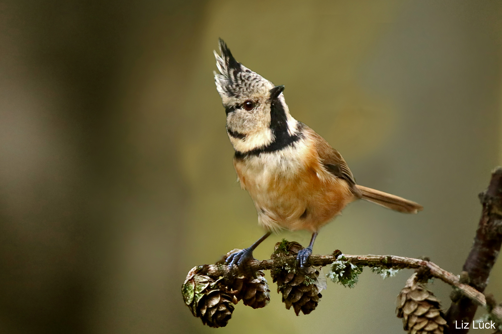 Haubenmeise (Lophophanes cristatus)