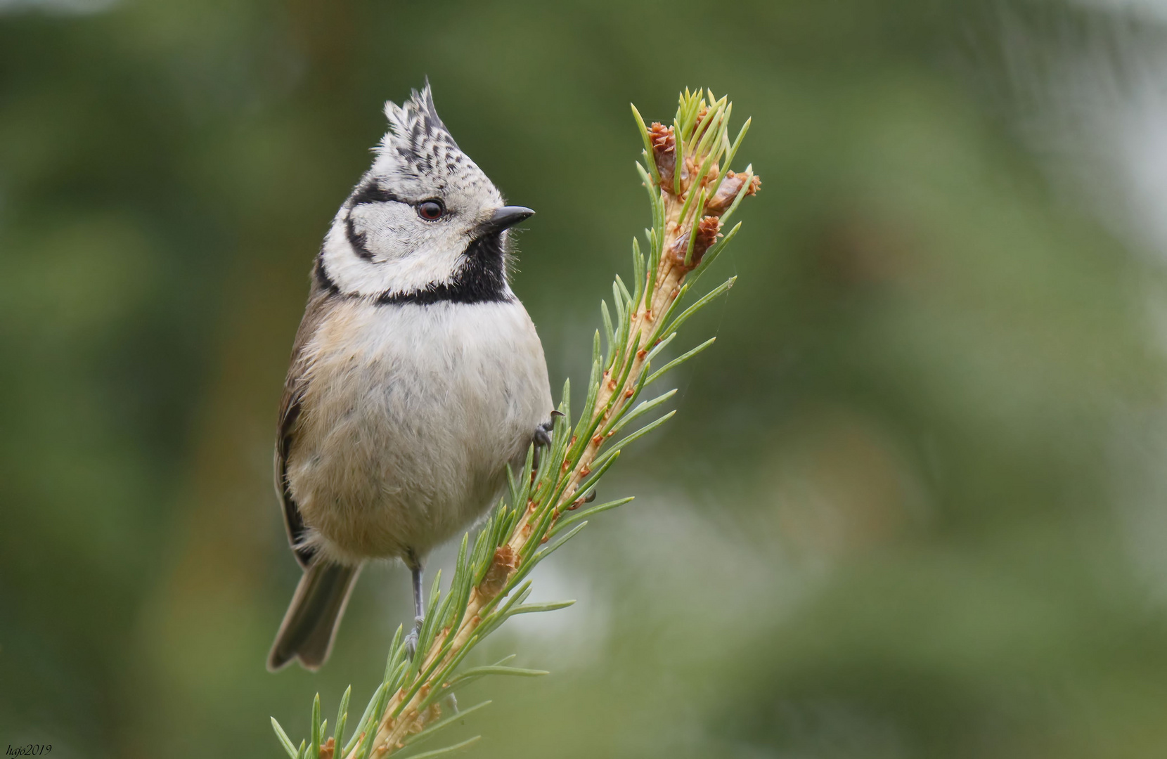 Haubenmeise (Lophophanes cristatus)