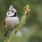 Haubenmeise (Lophophanes cristatus)