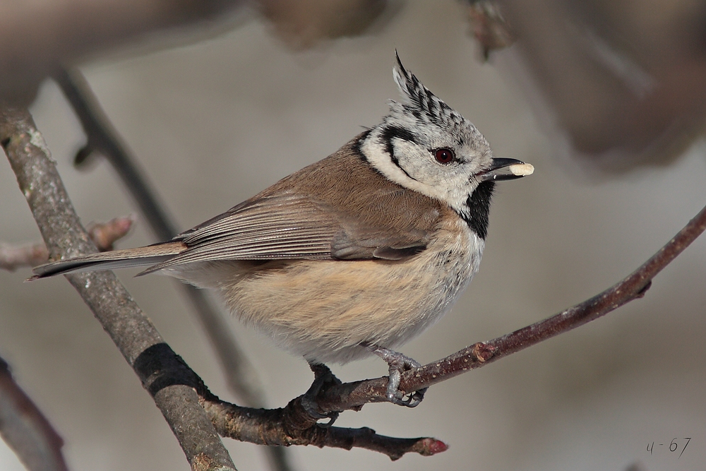 Haubenmeise (Lophophanes cristatus)