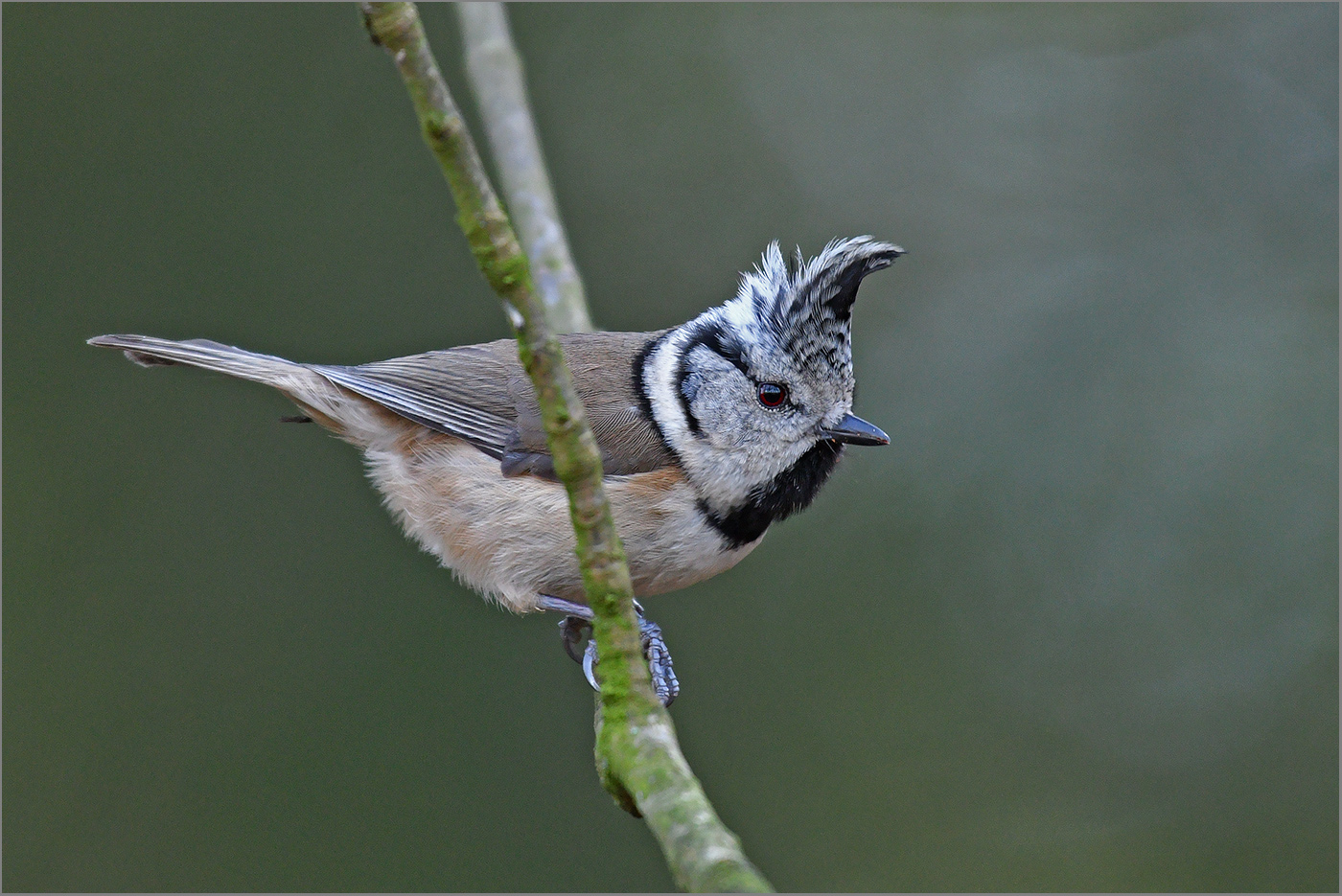 Haubenmeise  -  Lophophanes cristatus