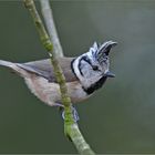 Haubenmeise  -  Lophophanes cristatus