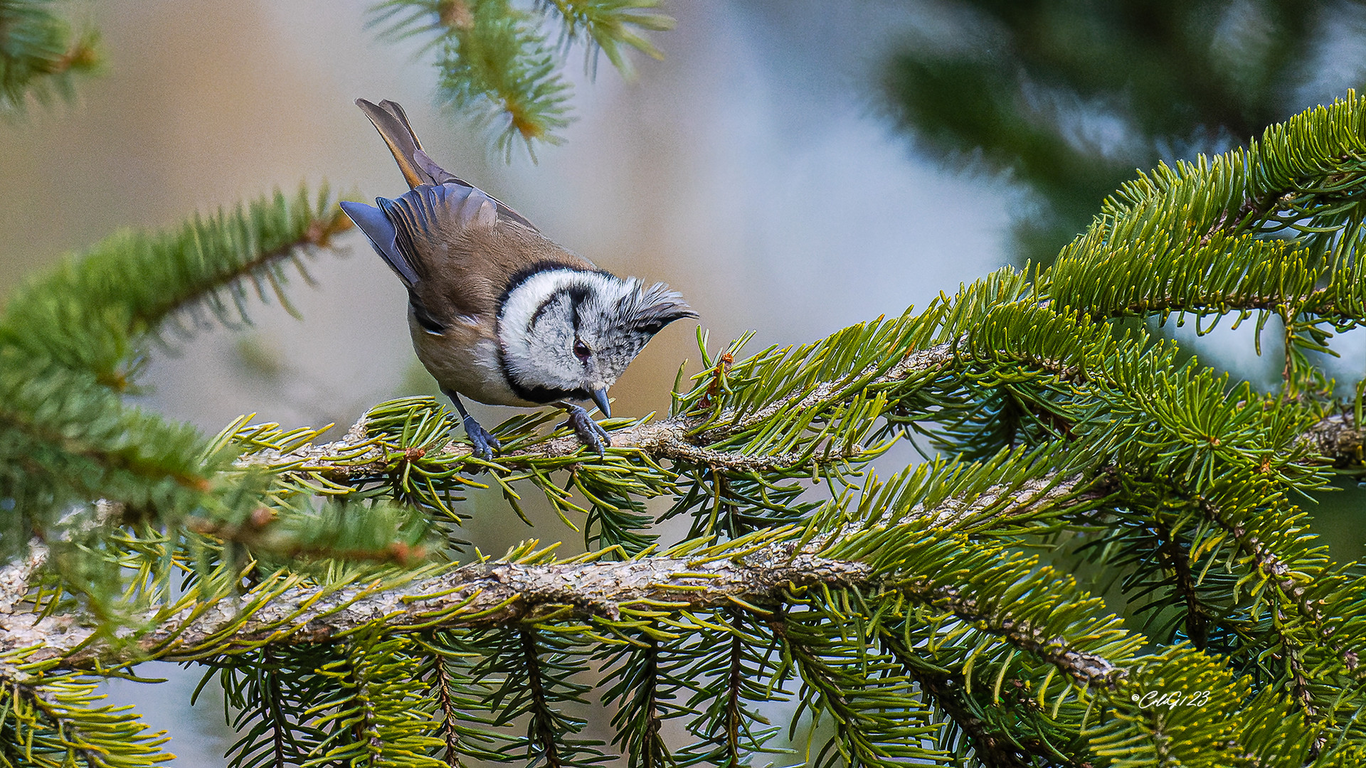 Haubenmeise (Lophophanes cristatus)