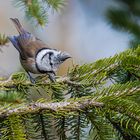 Haubenmeise (Lophophanes cristatus)