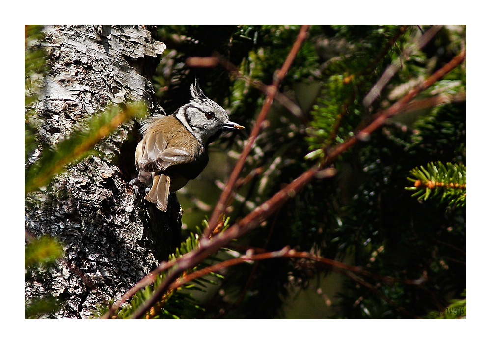 Haubenmeise (Lophophanes cristatus)