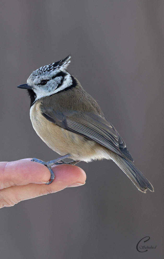 Haubenmeise ( Lophophanes cristatus )