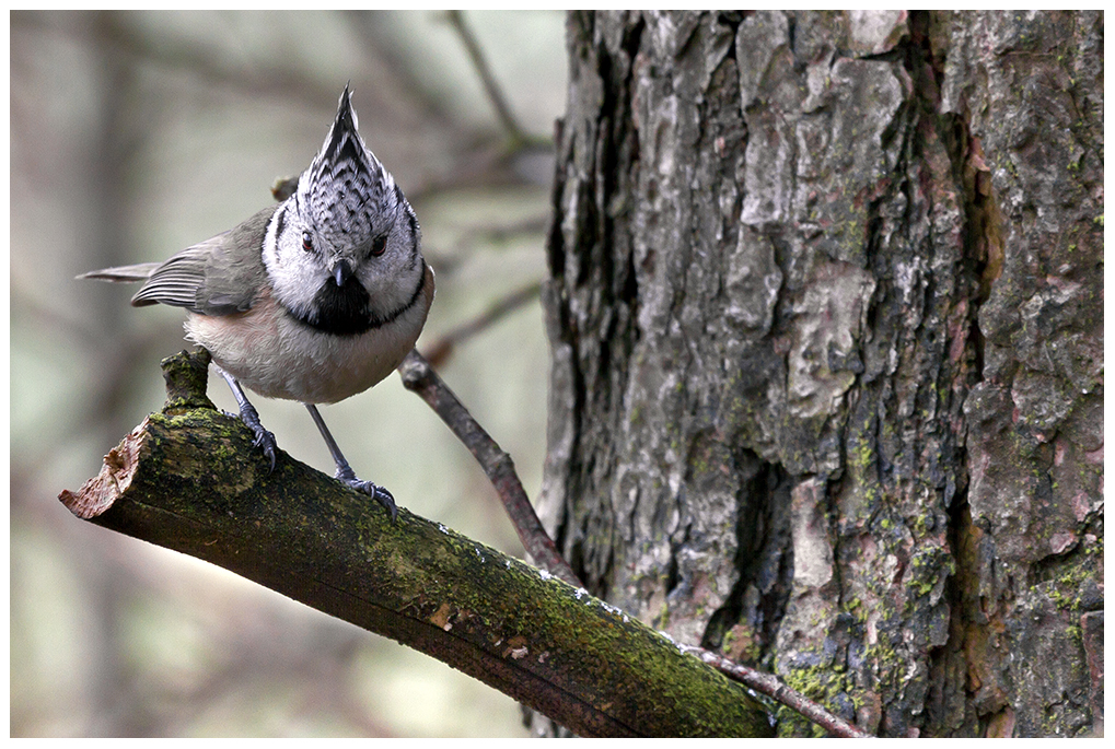 Haubenmeise (Lophophanes cristatus)...