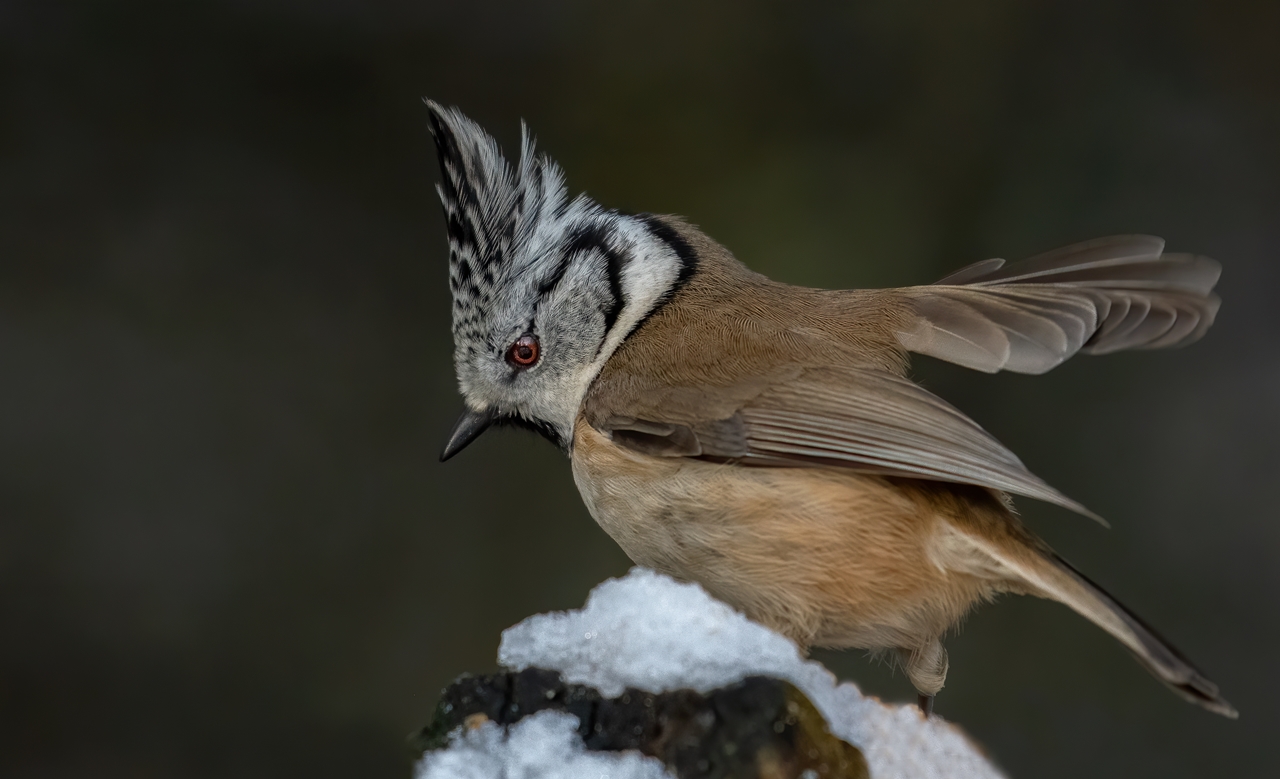 Haubenmeise ( Lophophanes cristatus)