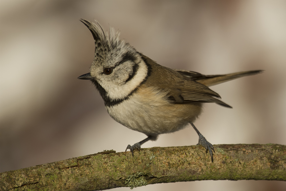 Haubenmeise (Lophophanes cristatus)