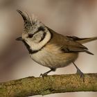 Haubenmeise (Lophophanes cristatus)