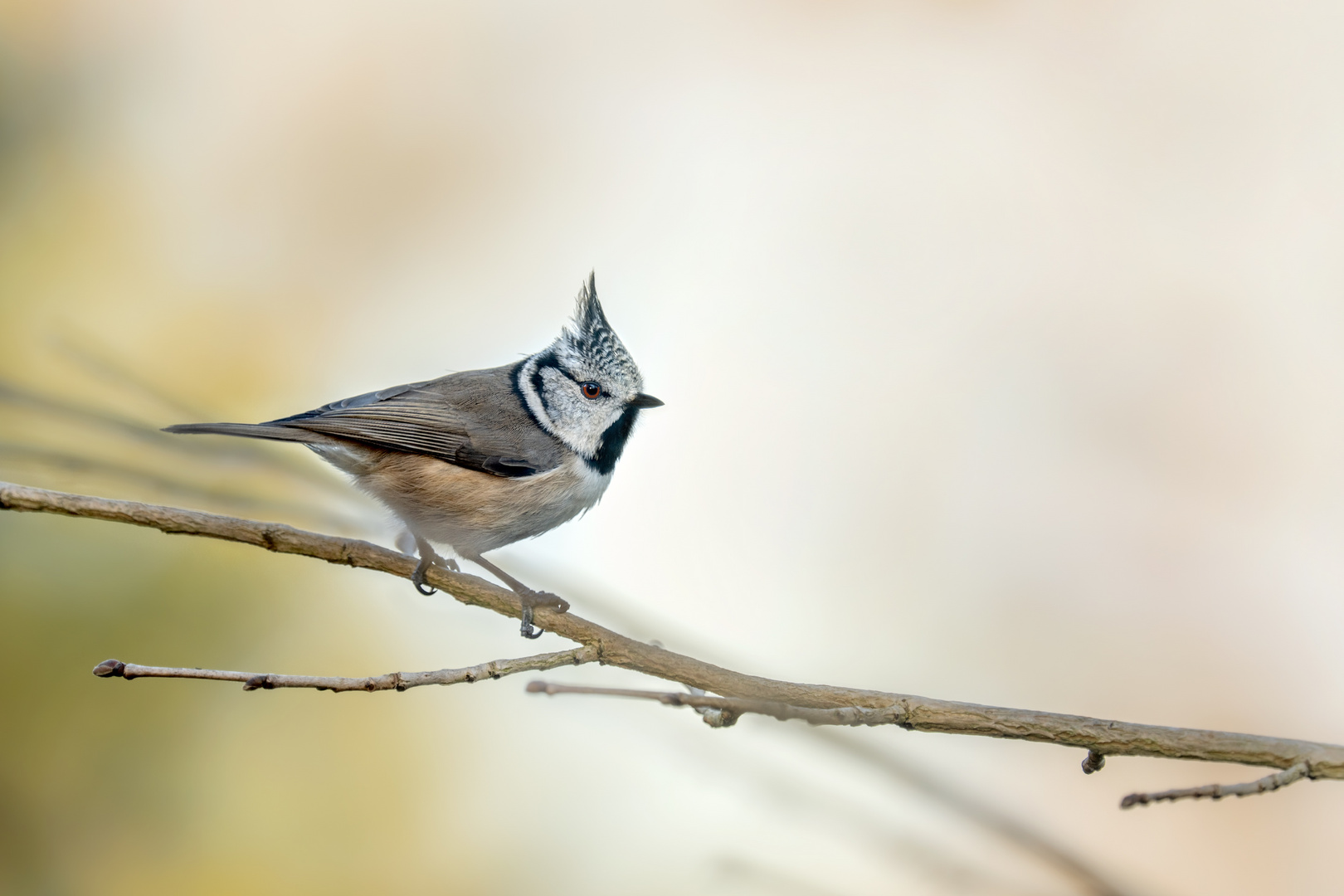 Haubenmeise (Lophophanes cristatus)