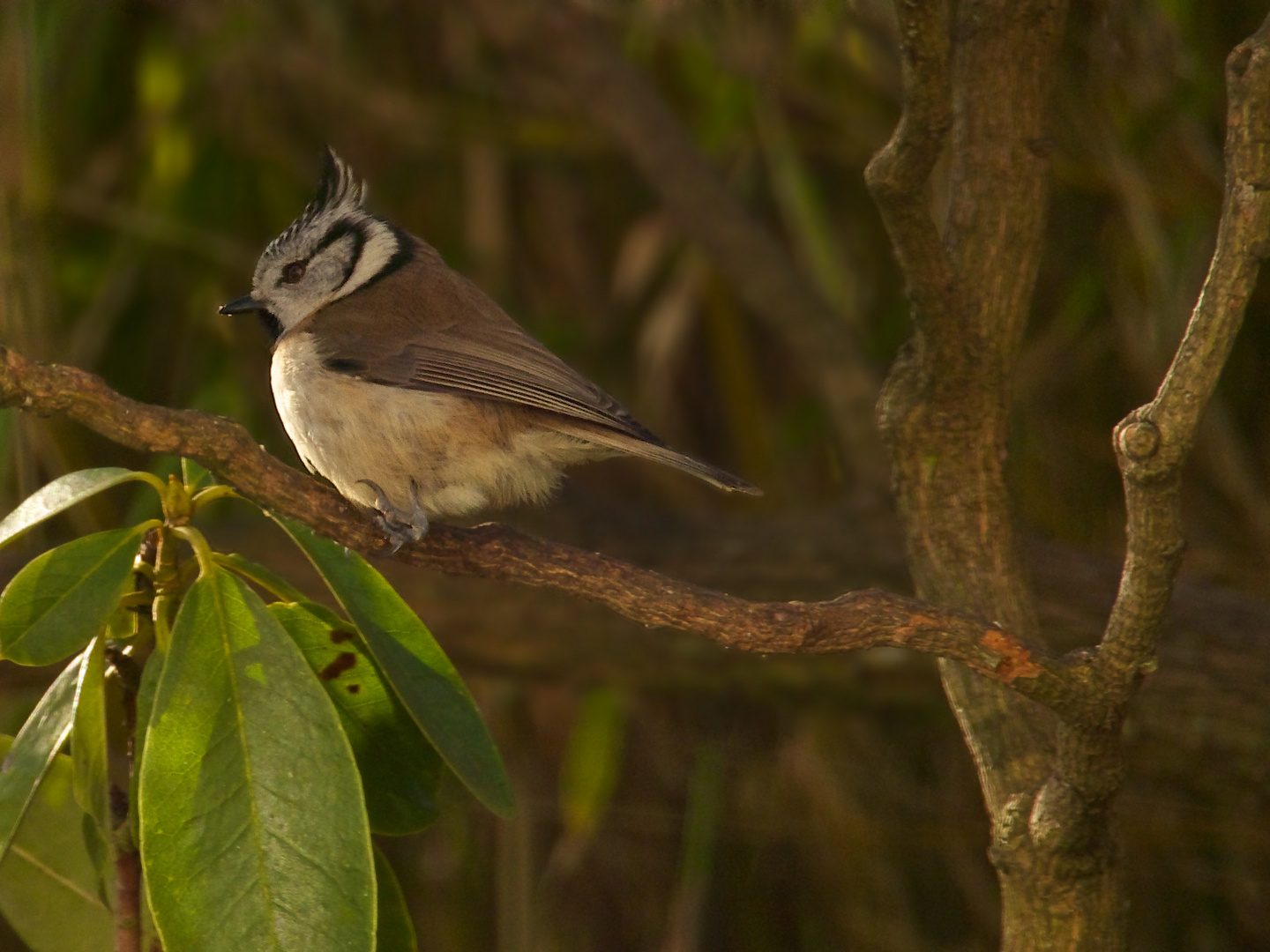 Haubenmeise (Lophophanes cristatus)