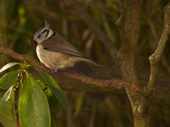 Haubenmeise (Lophophanes cristatus)