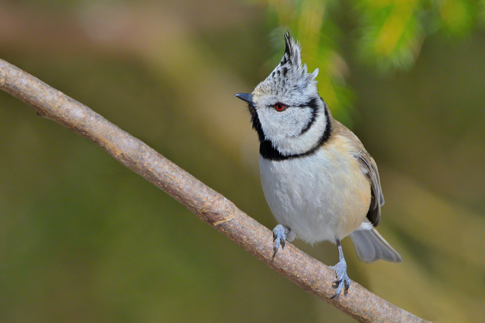 Haubenmeise - Lophophanes cristatus