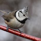 Haubenmeise (Lophophanes cristatus)