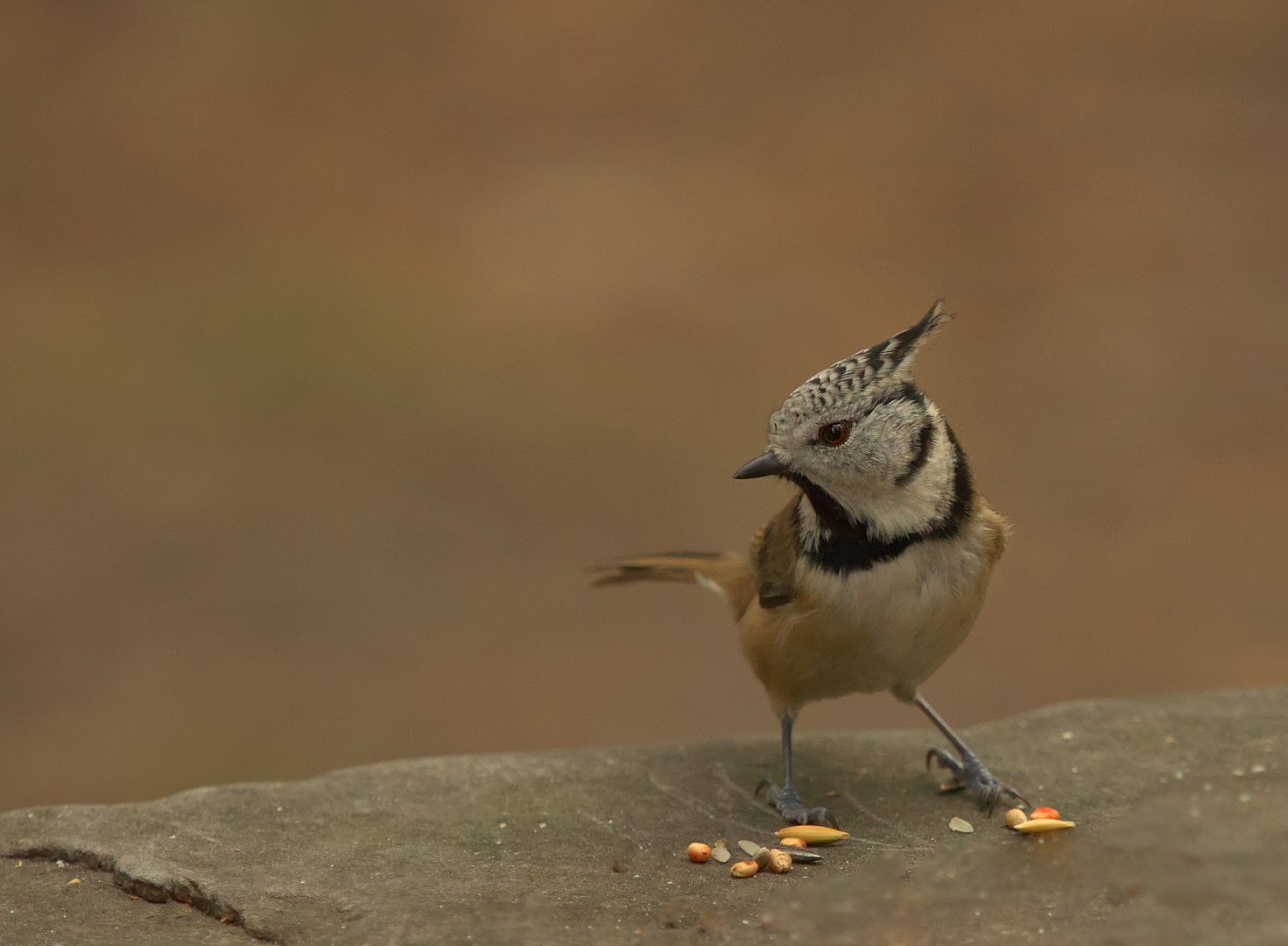 Haubenmeise - Lophophanes cristatus