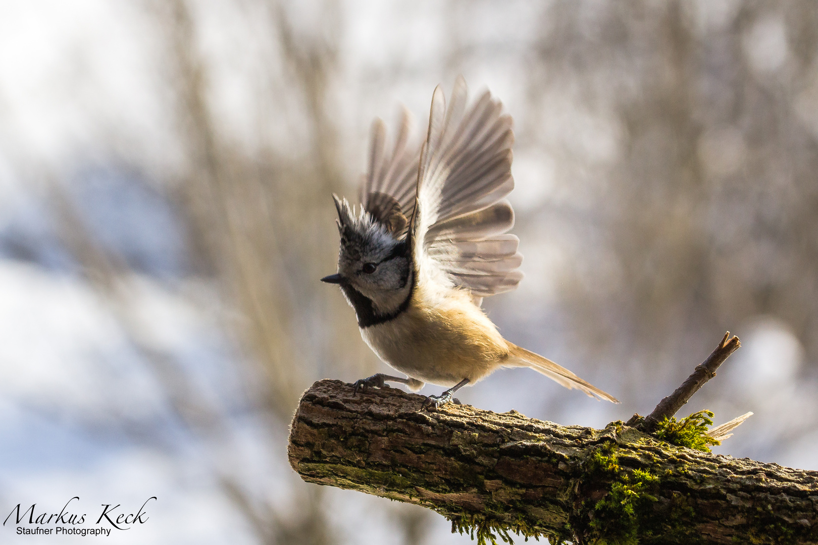 Haubenmeise - Lophophanes cristatus