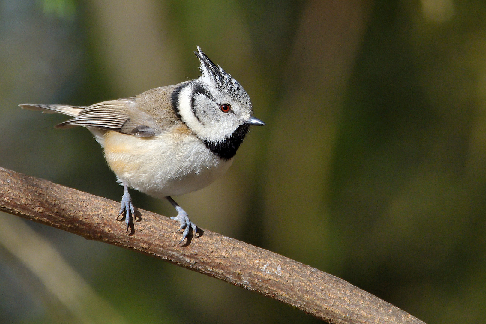 Haubenmeise - Lophophanes cristatus