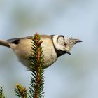 Haubenmeise (Lophophanes cristatus)