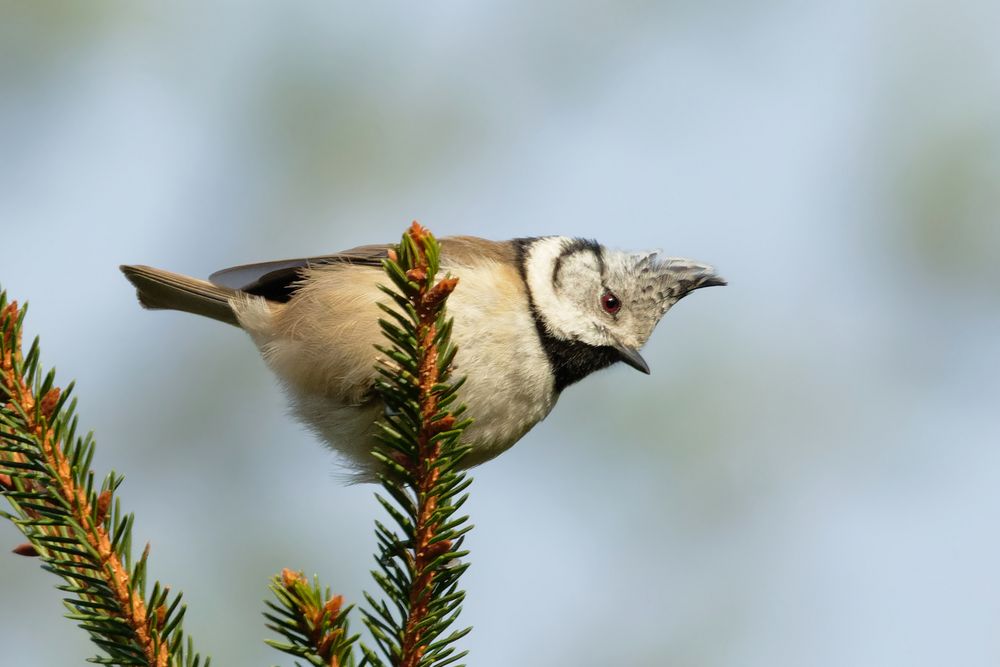 Haubenmeise (Lophophanes cristatus)