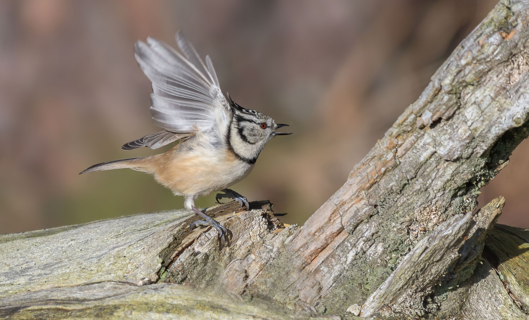 Haubenmeise (Lophophanes cristatus )