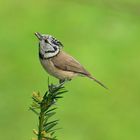 Haubenmeise (Lophophanes cristatus)