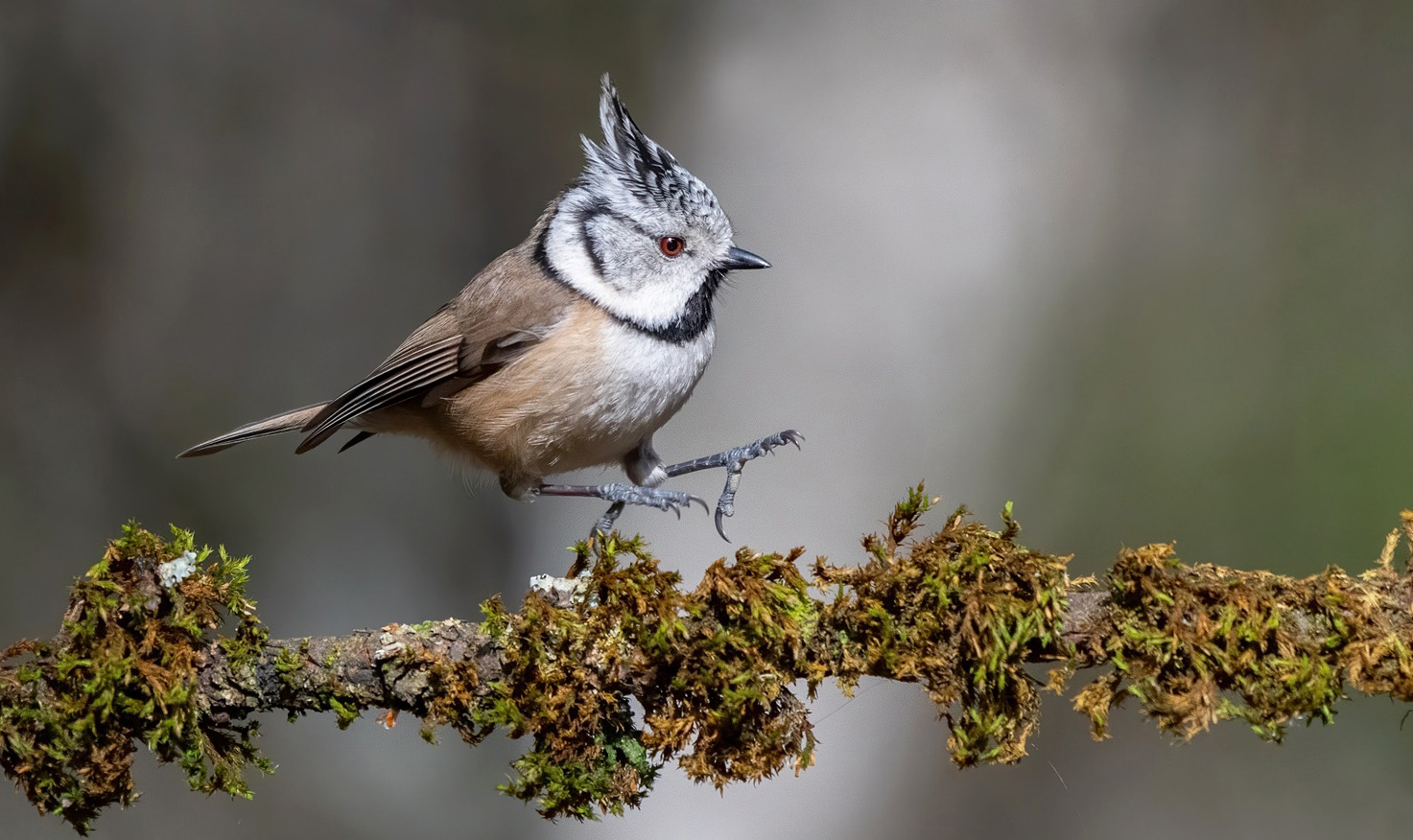 Haubenmeise (Lophophanes cristatus )