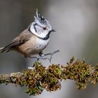 Haubenmeise (Lophophanes cristatus )