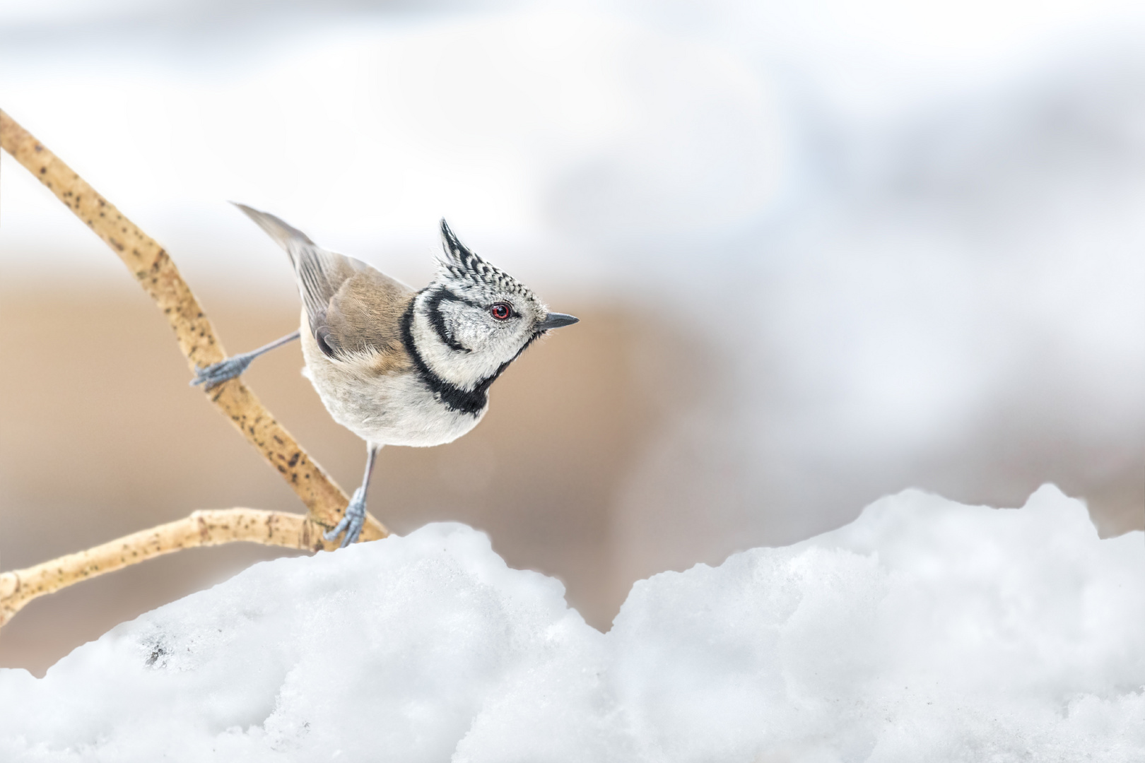 Haubenmeise (Lophophanes cristatus)