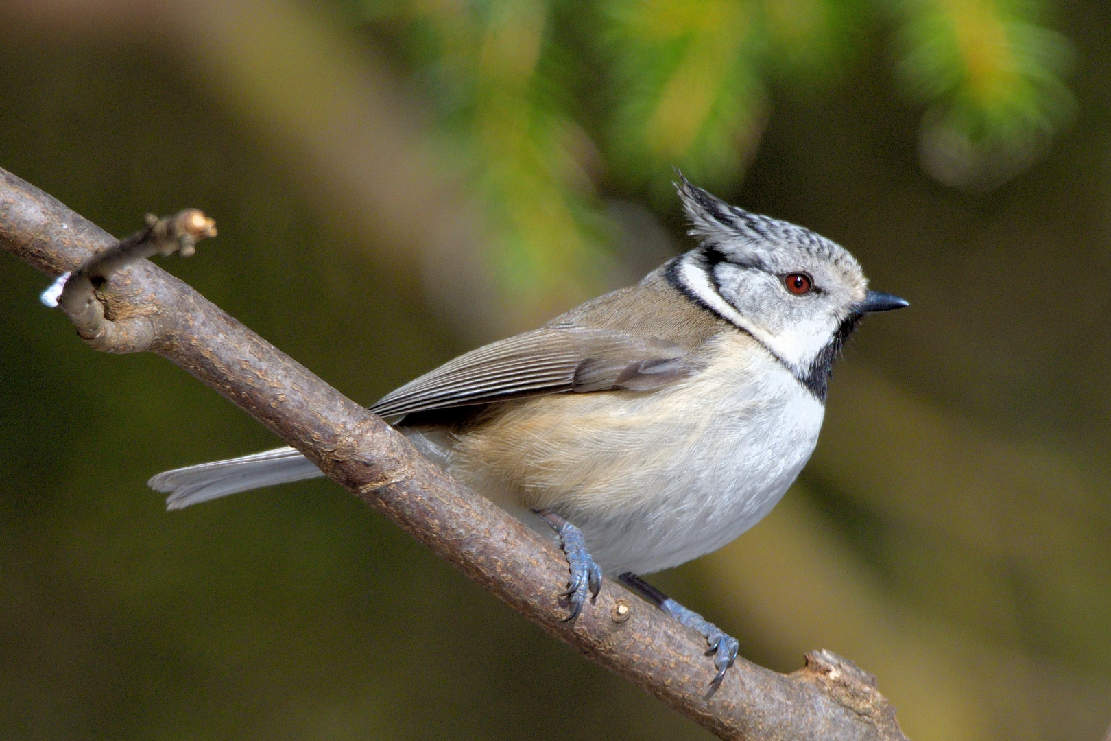 Haubenmeise (Lophophanes cristatus)