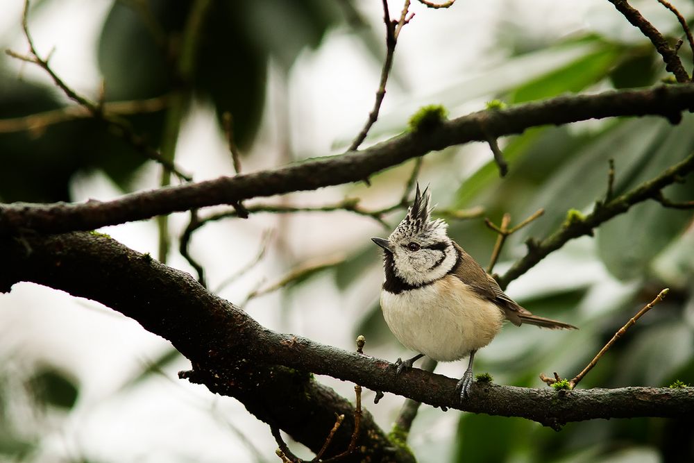 Haubenmeise (Lophophanes cristatus)