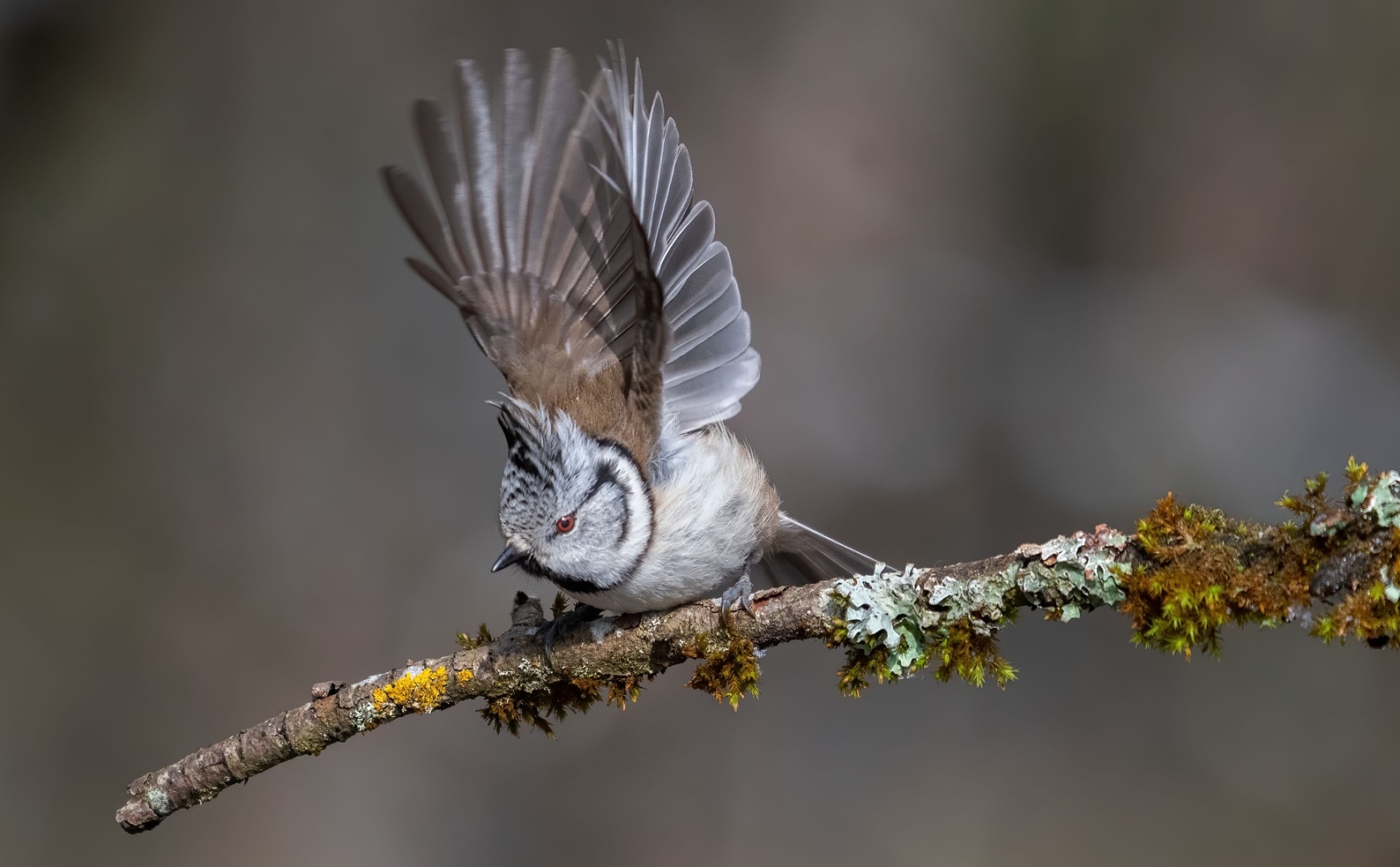 Haubenmeise (Lophophanes cristatus )