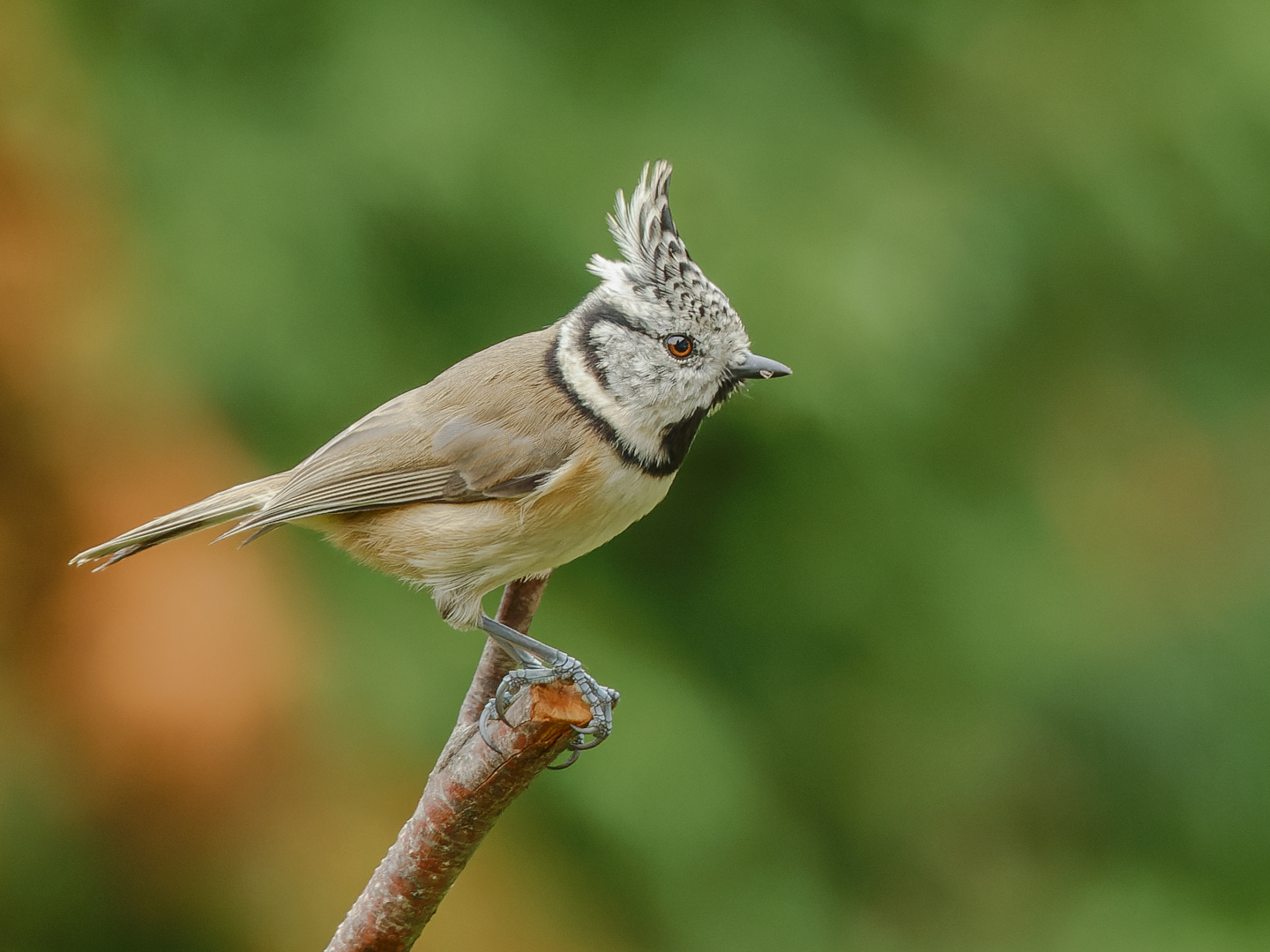 Haubenmeise ( Lophophanes cristatus )