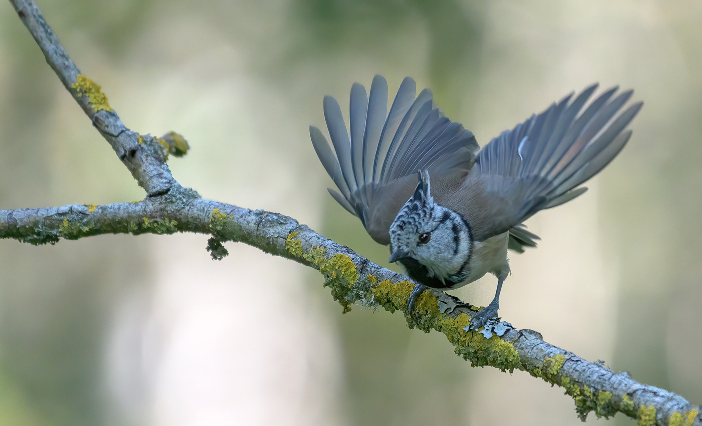 Haubenmeise  (Lophophanes cristatus)