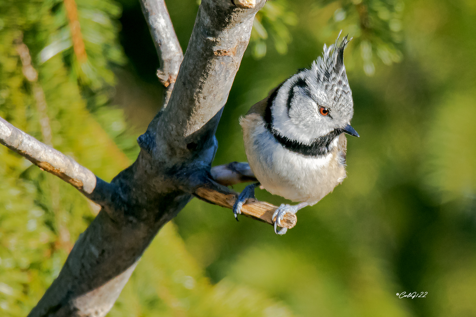 Haubenmeise (Lophophanes cristatus)