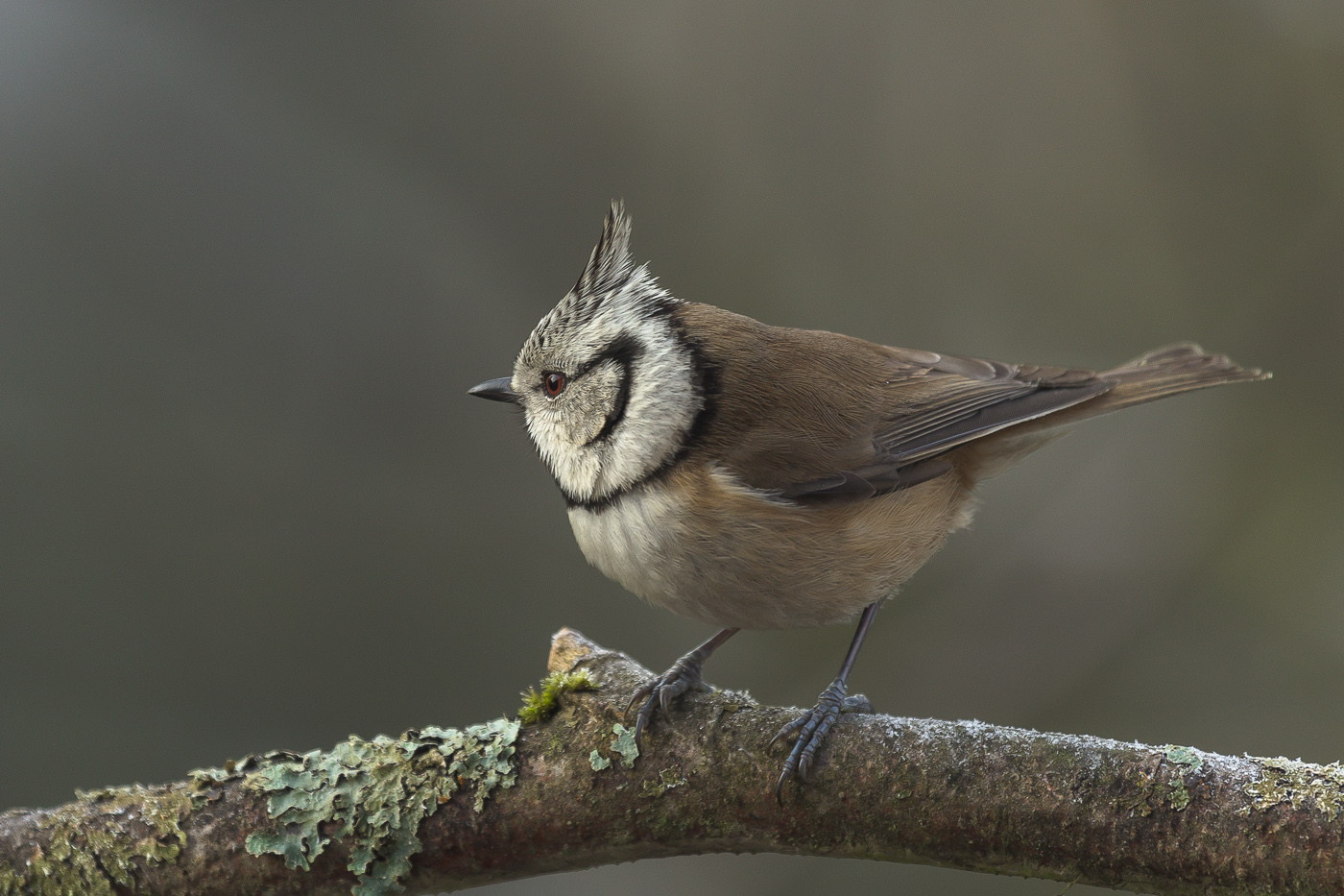 Haubenmeise (Lophophanes cristatus)