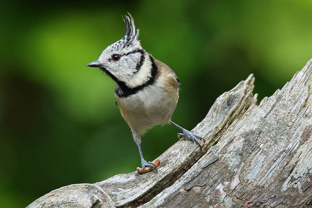 Haubenmeise (Lophophanes cristatus) - Gefundenes Fressen