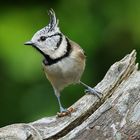 Haubenmeise (Lophophanes cristatus) - Gefundenes Fressen