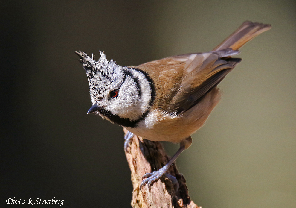 Haubenmeise (Lophophanes cristatus) II.