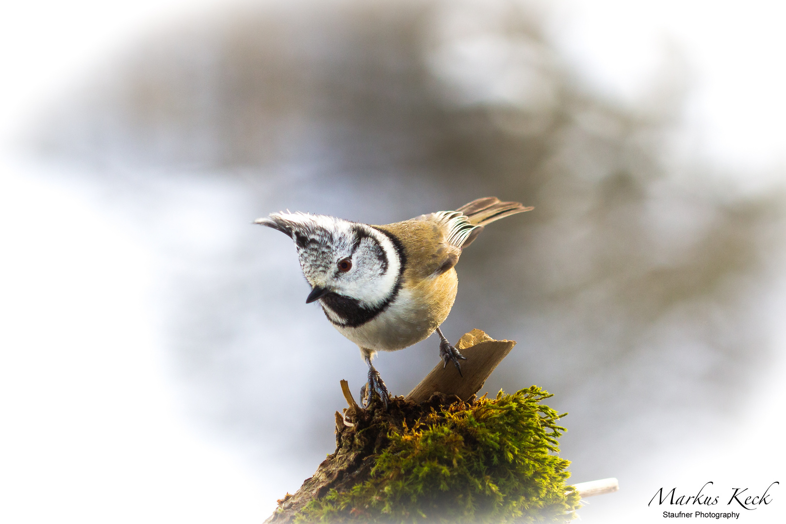 Haubenmeise - Lophophanes cristatus II