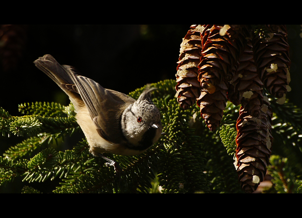 Haubenmeise (Lophophanes cristatus, Syn. Parus cristatus)